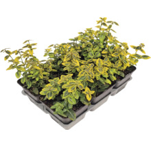 Salbă moale Emerald n Gold în tăviță de plante.