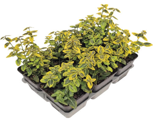 Salbă moale Emerald n Gold în tăviță de plante.