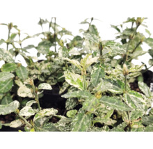 Salbă moale Euonymus fortunei cu frunze variegate alb-verde.