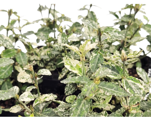 Salbă moale Euonymus fortunei cu frunze variegate alb-verde.