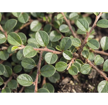 Prim-plan cu un Cotoneaster dammeri cu frunze mici verzi ovale pe ramuri maro-roșcate.