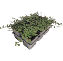 Plante acoperitoare de sol în ghivece din plastic pe o tavă de transport pentru grădină.