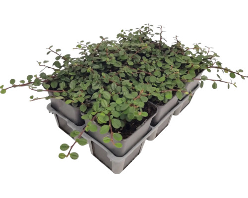 Plante acoperitoare de sol în ghivece din plastic pe o tavă de transport pentru grădină.