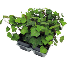 Iederă cu frunze verzi în ghivece mici din plastic într-o tavă gri.
