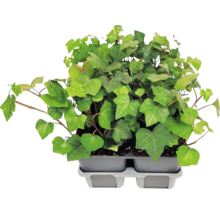 Plante de iederă (Hedera helix) cu frunze lobate într-o tăviță de plastic gri pentru răsaduri.