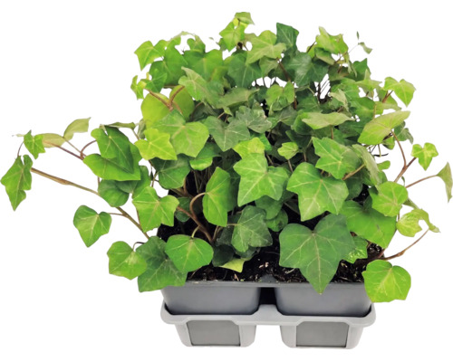 Plante de iederă (Hedera helix) cu frunze lobate într-o tăviță de plastic gri pentru răsaduri.