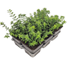 Set de șase plante de lonicera în ghivece de cultură pe o tavă.