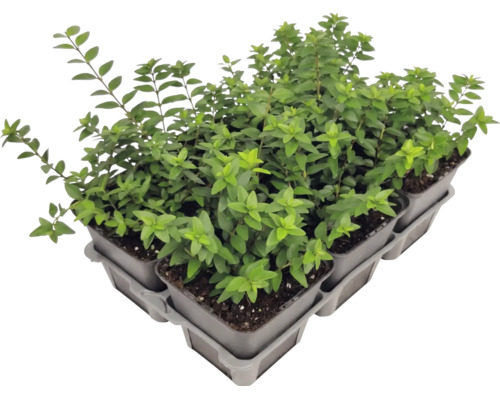 Set de șase plante de lonicera în ghivece de cultură pe o tavă.