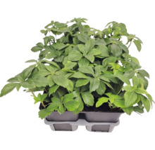 Plantă acoperitoare de sol Pachysandra terminalis în tăviță de cultură