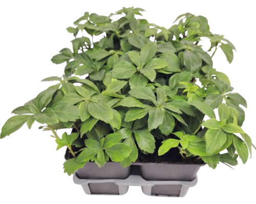 Plantă acoperitoare de sol Pachysandra terminalis în tăviță de cultură
