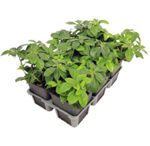 Plantă târâtoare Pachysandra terminalis în tavă de plantare cu mai multe ghivece.