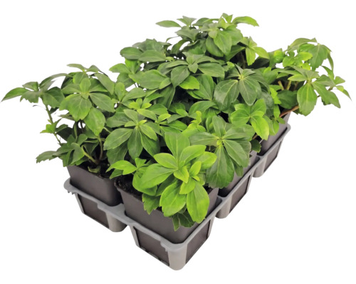 Plantă târâtoare Pachysandra terminalis în tavă de plantare cu mai multe ghivece.