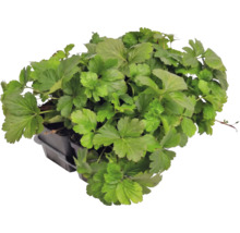 Waldsteinia ternata în tavă de cultură, plantă acoperitoare de sol pentru grădină.