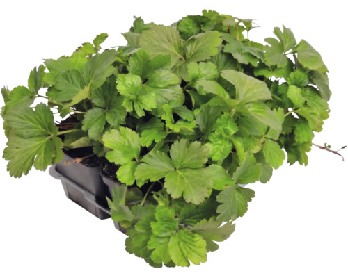 Waldsteinia ternata în tavă de cultură, plantă acoperitoare de sol pentru grădină.