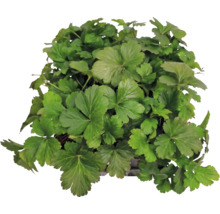 Plantă târâtoare Waldsteinia ternata cu frunze în formă de evantai.