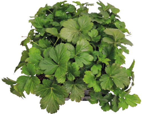 Plantă târâtoare Waldsteinia ternata cu frunze în formă de evantai.