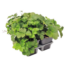 Waldsteinia ternata căpșun de aur în tăviță de plante cu mai multe ghivece.