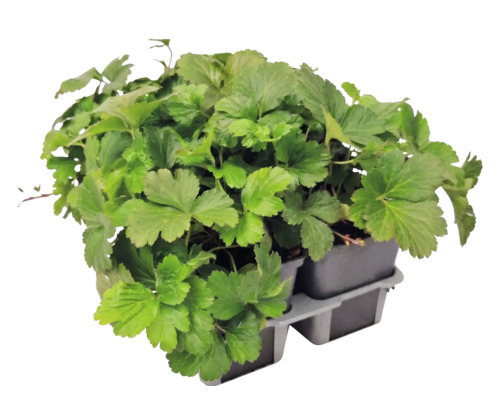 Waldsteinia ternata căpșun de aur în tăviță de plante cu mai multe ghivece.
