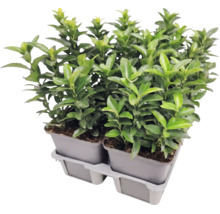Salbă japoneză Euonymus japonicus în ghivece de cultură pe o tavă din plastic.