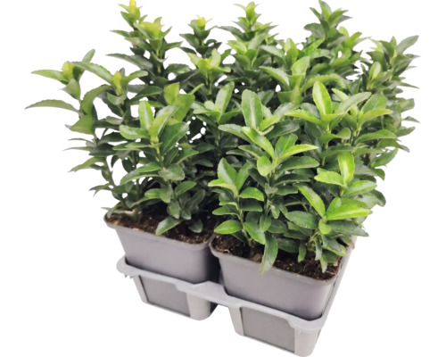 Salbă japoneză Euonymus japonicus în ghivece de cultură pe o tavă din plastic.
