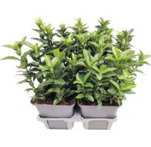 Salbă japoneză Euonymus japonicus în ghiveci, plantă de gard viu veșnic verde pentru grădină.