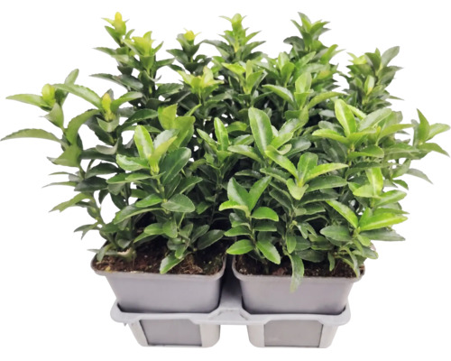 Salbă japoneză Euonymus japonicus în ghiveci, plantă de gard viu veșnic verde pentru grădină.