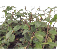 Bârcoace Cotoneaster dammeri cu frunze verzi ovale și tulpini lemnoase ca plantă acoperitoare de sol pentru grădină.