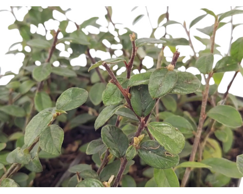 Bârcoace Cotoneaster dammeri cu frunze verzi ovale și tulpini lemnoase ca plantă acoperitoare de sol pentru grădină.
