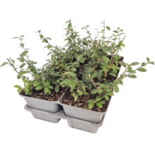 Plante acoperitoare de sol într-o tavă de plastic cu patru compartimente.