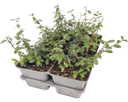 Plante acoperitoare de sol într-o tavă de plastic cu patru compartimente.