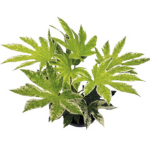 Plantă de interior Fatsia japonica Spiders Web cu frunze palmate variegate.