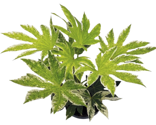 Plantă de interior Fatsia japonica Spiders Web cu frunze palmate variegate.