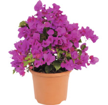 Bougainvillea cu flori mov în ghiveci de culoarea teracotei.