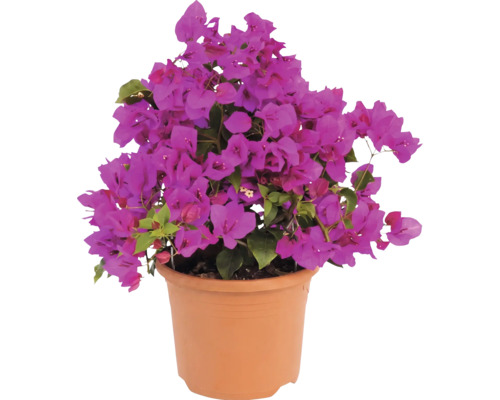 Bougainvillea cu flori mov în ghiveci de culoarea teracotei.