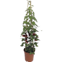 Suzana cu ochi negri (Thunbergia alata) cu flori portocalii-maronii într-un ghiveci cu suport din bambus.