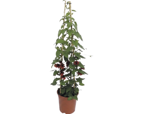 Suzana cu ochi negri (Thunbergia alata) cu flori portocalii-maronii într-un ghiveci cu suport din bambus.