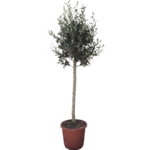 Măslin Olea europaea sub formă de trunchi înalt în ghiveci de cultură.