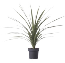 Plantă artificială cu frunze lungi și ascuțite în ghiveci de plastic negru.