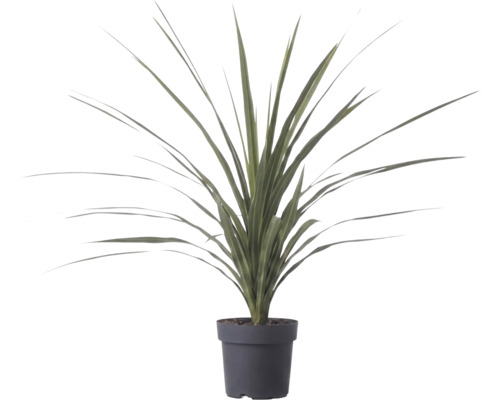 Plantă artificială cu frunze lungi și ascuțite în ghiveci de plastic negru.