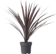 Cordyline australis Red Star cu frunze lungi în formă de sabie de culoare roșu închis într-un ghiveci de plastic.