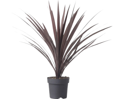 Cordyline australis Red Star cu frunze lungi în formă de sabie de culoare roșu închis într-un ghiveci de plastic.