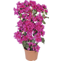 Bougainvillea roz în ghiveci de plastic cu suport de bambus.