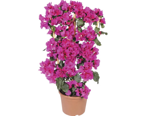 Bougainvillea roz în ghiveci de plastic cu suport de bambus.
