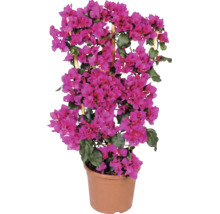 Bougainvillea pe spalier de lemn în ghiveci cu flori roz și frunze verzi.