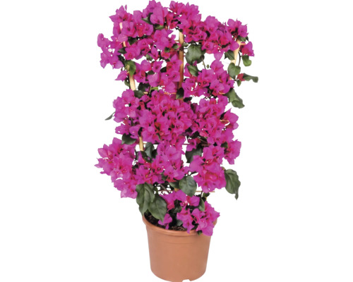 Bougainvillea pe spalier de lemn în ghiveci cu flori roz și frunze verzi.