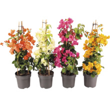 Patru plante Bougainvillea pe spaliere de bambus în ghivece gri, cu flori portocalii, albe, mov și galbene.