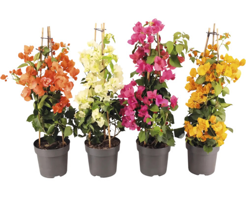 Patru plante Bougainvillea pe spaliere de bambus în ghivece gri, cu flori portocalii, albe, mov și galbene.