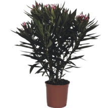 Leandru Nerium oleander cu flori roz în ghiveci.