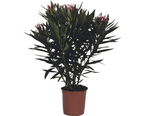 Leandru Nerium oleander cu flori roz în ghiveci.