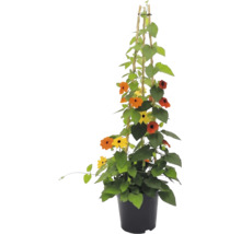 Thunbergia alata în ghiveci cu suport de bambus, flori galbene și portocalii cu centrul închis la culoare.